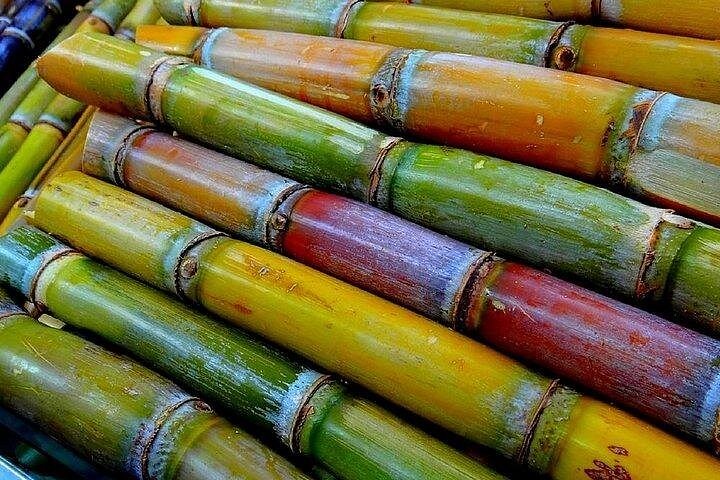 Sugar cane used in Grenadian rum production